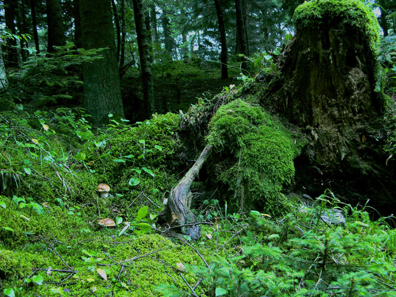 Finalmente il risveglio del bosco.